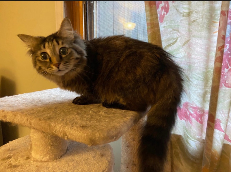 Longhair cat Cats & Kittens for Rehoming Sarnia Kijiji
