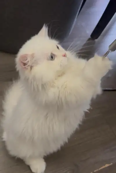 Male White Munchkin Kitten, View more