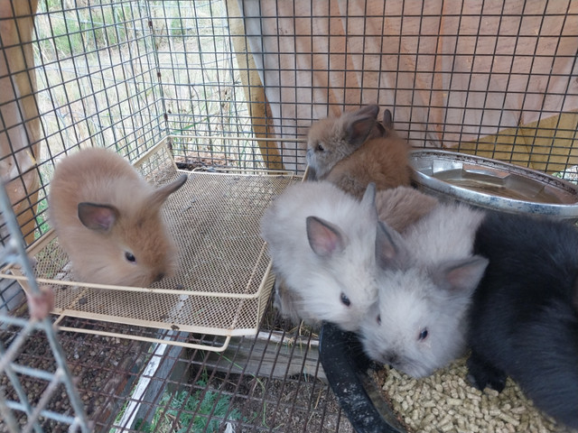 Closing the barn 10 dwarf and lionhead rabbit in Small Animals for Rehoming in Hamilton - Image 2