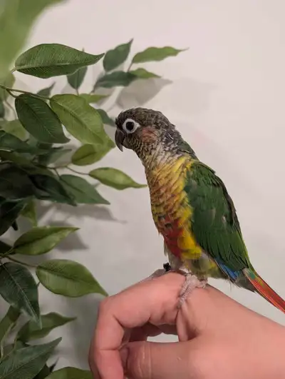 Conure mâle Yellow side, View more
