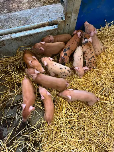 Berkshire tamsworth piglets, View more