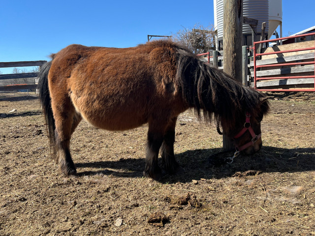 Chipmunk in Horses & Ponies for Rehoming in Edmonton - Image 4