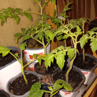 Tomato plants and more
