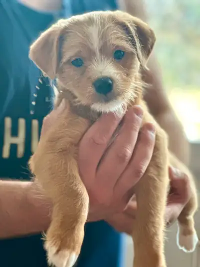 Adorable 2-Month-Old Puppies – 2 Females & 1 Male, View more