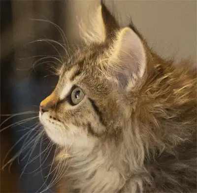 Purebred Hypoallergenic Siberian Kitty for Sale, View more