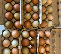 Fertilized Eggs
