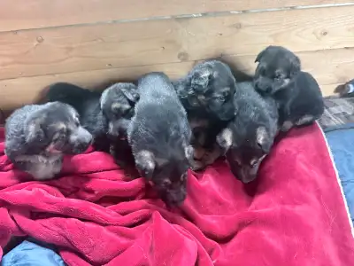 pure bread German shepherd puppies, View more