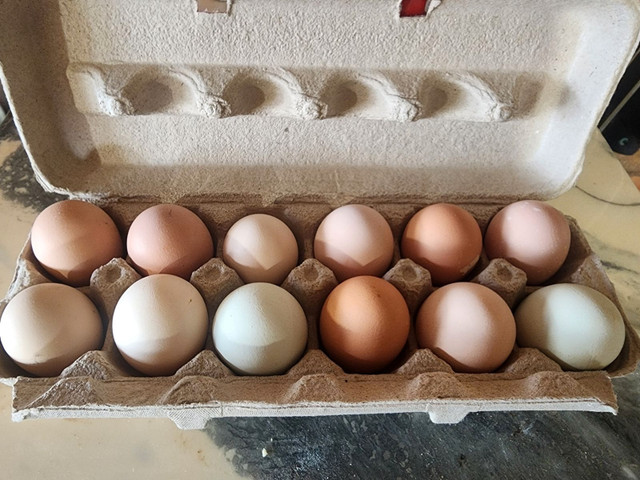 Hatching Eggs in Livestock in La Ronge