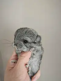 chinchilla male baby