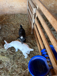 Nigerian Dwarf goats, boy and girl 