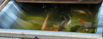 Japanese kois and goldfish for sale, View more