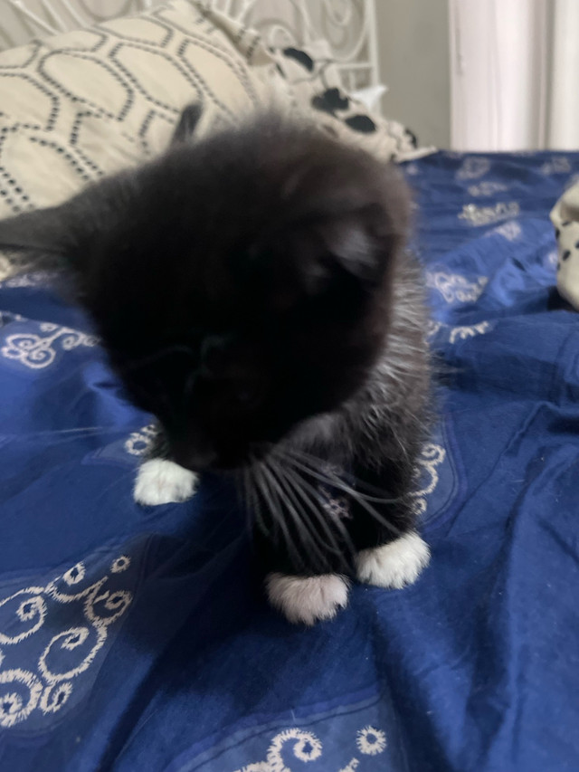 kitten help in Cats & Kittens for Rehoming in City of Toronto - Image 4