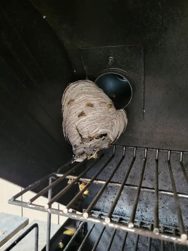 Pest control: Wasp, Hornet and Bee removal service62864357584513121