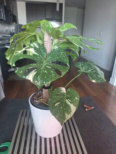 Thai Constellation Monstera - high variegation and fenestrations, View more