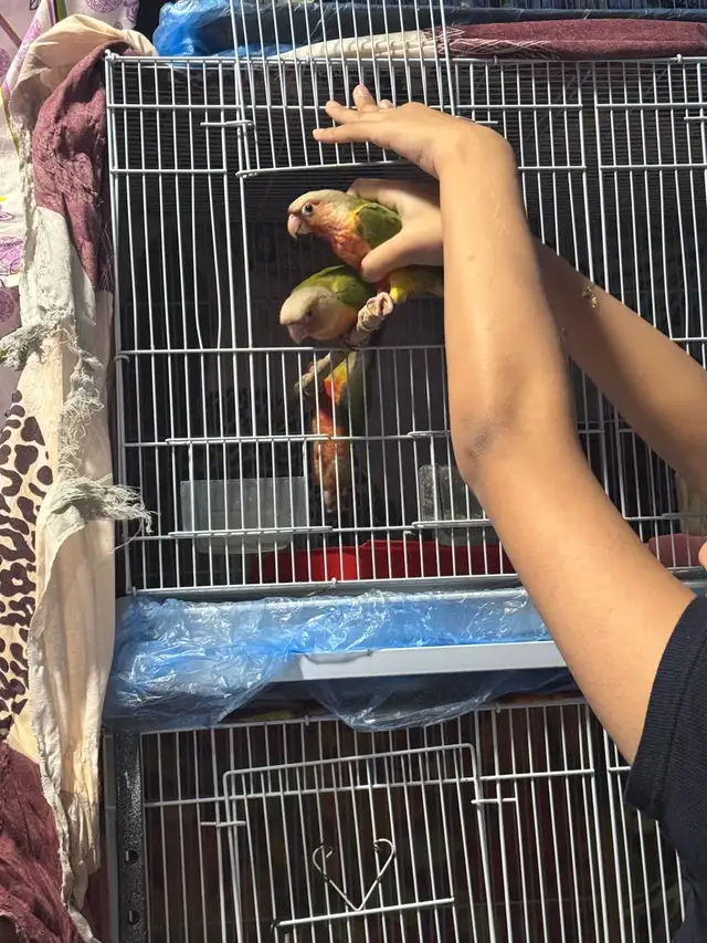 conure  friendly in Birds for Rehoming in Mississauga / Peel Region - Image 5