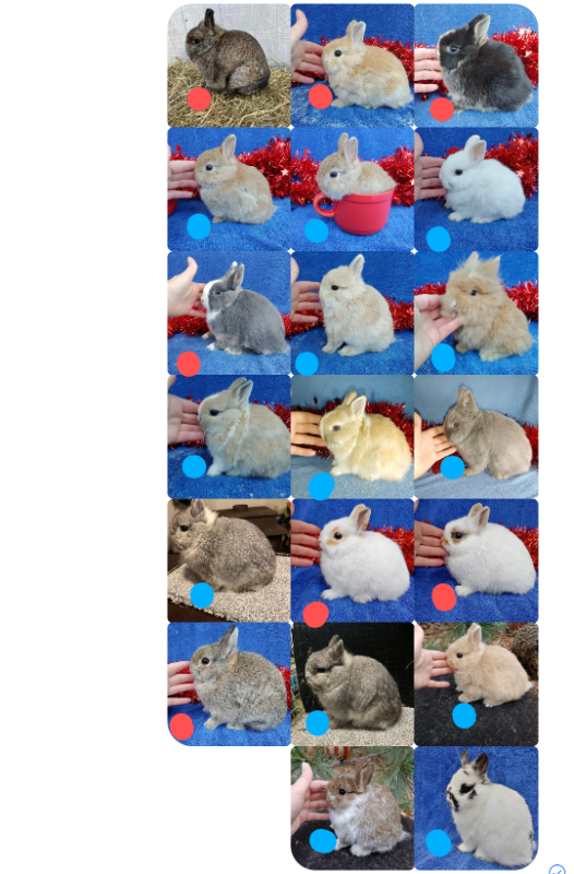 EXTRAORDINARY VIENNA-MARKED HARLEQUIN HOLLAND LOP MALE BUNNY in Small Animals for Rehoming in City of Toronto - Image 8