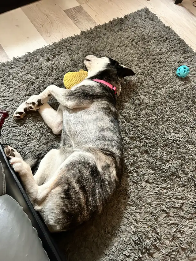 Husky-Lab Mix in Dogs & Puppies for Rehoming in City of Toronto - Image 3