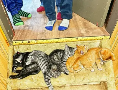 Kittens ‍⬛, View more