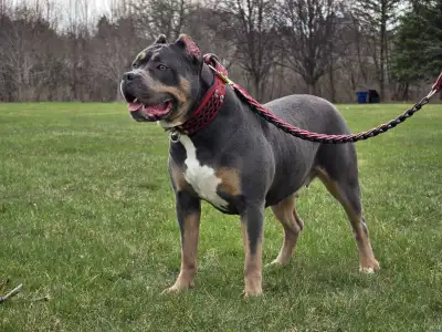 Nikita - bossys bloodlines/breeding rights available, View more