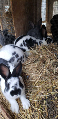 Rabbits-Variety of types & ages