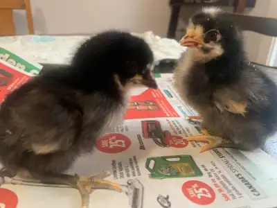 Barnyard mix chicks. Born Monday. Growing quickly. They are a mix of Blue Axure,Salmon Favorelle,Mar...