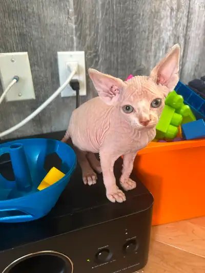 Chaton SPHYNX, View more