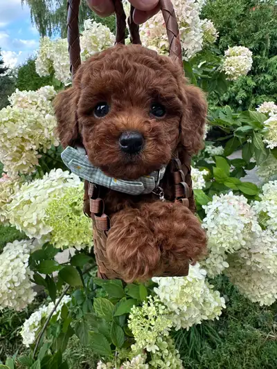 dark red toy poodle puppies fully grown 5-7 pounds, View more