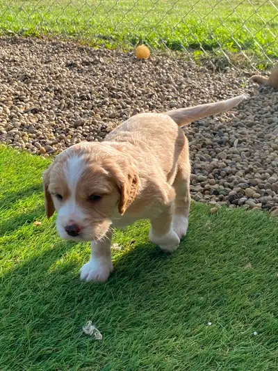 MINI GOLDEN’S   (2 LEFT!) ALL MALE, View more