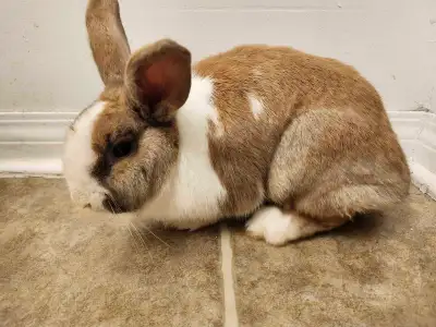 selling a rabbit, View more