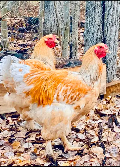 BYM Chicks & Fertile eggs, chance of Pure Brahmas, View more