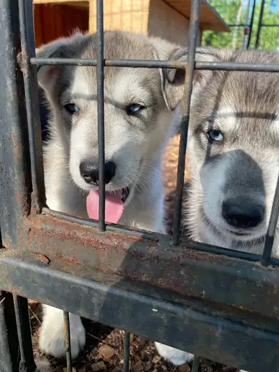 husky sibérien  chiot , View more