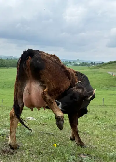 Jersey/Angus Heifer pair, View more
