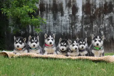 Siberian Husky Puppies!, View more