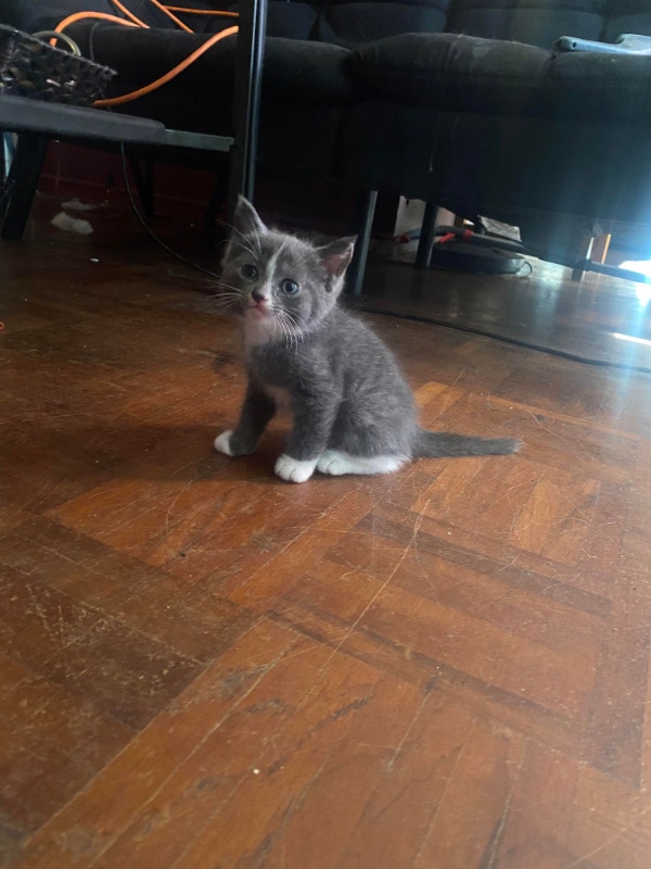 KIttens for adoption Cats & Kittens for Rehoming Oshawa / Durham