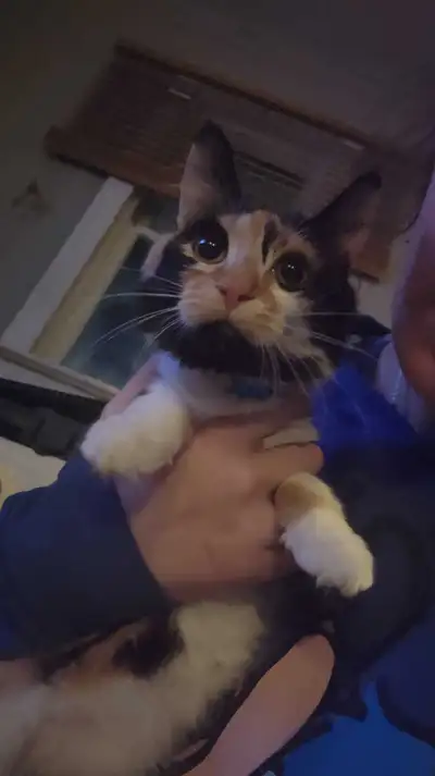 looking for calico long hair kitten, View more