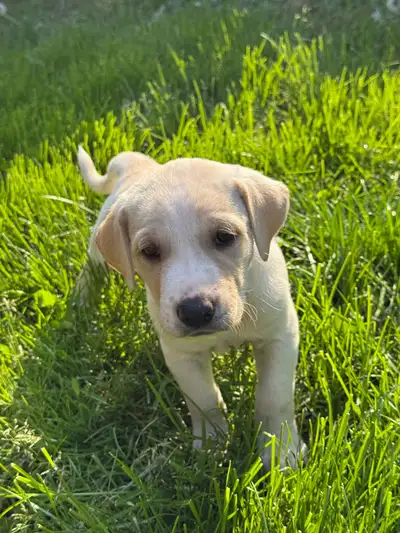 I’m selling my lab+mastiff mix puppies (3 boys and 1 girl) they are currently 6 weeks old and ready...
