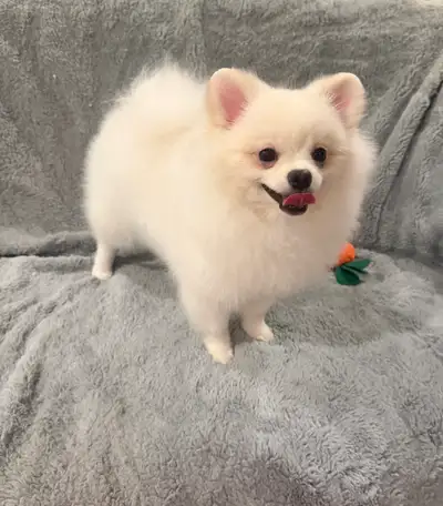 White Pomeranian puppies, View more