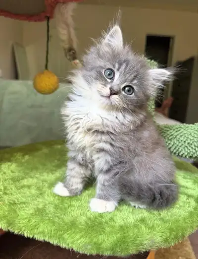 PUREBRED SIBERIAN KITTENS HYPOALLERGENIC, View more