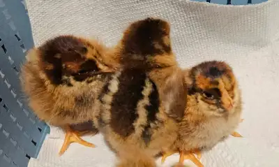 Package Deal! Chicks, View more