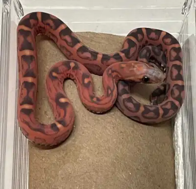 As title says, female scaleless Okeetee cornsake possibly het for amel/albino. First photo is baby a...