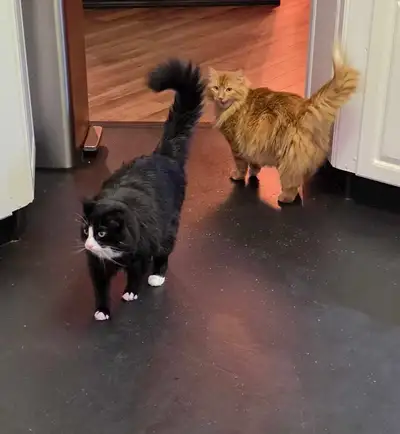 2 indoor cats for rehoming, View more