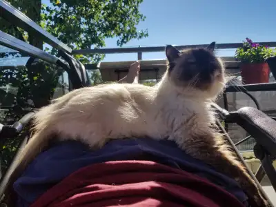 Bonjours j'offre mes services de gardiennage de chat. Seulement un chat a la fois. Commence a 20$ pa...