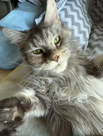 Mainecoon femelle adulte, View more