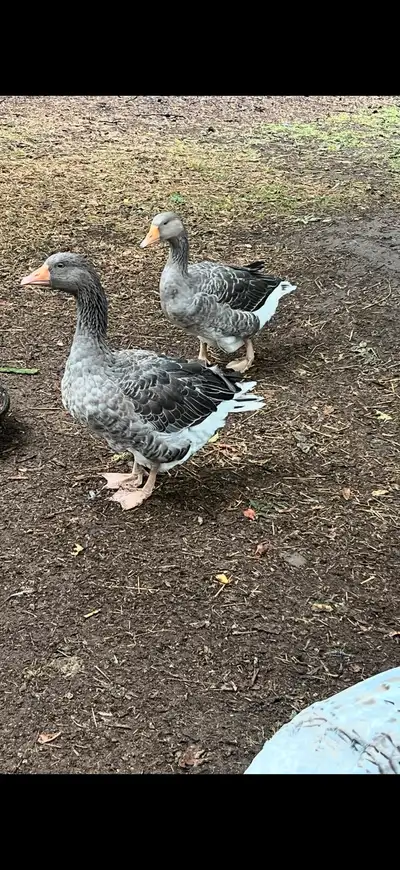 Toulouse geese, View more