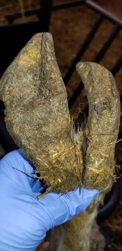 hoof trimming, View more