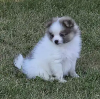 3 POMERAINAN PUPS 2 BOYS 1 GIRL.new pic july 31, View more