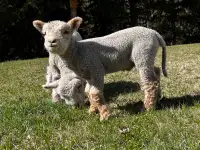 Southdown babydoll lambs 