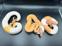 Male Banana Pied Ball Pythons