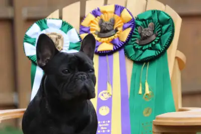 French Bulldog Puppies, View more