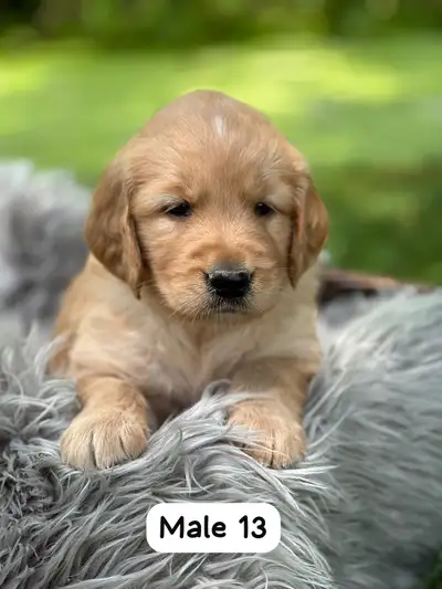 Beautiful Golden Retriever Puppies For Sale. These playful pups will be sure to bring some joy and l...
